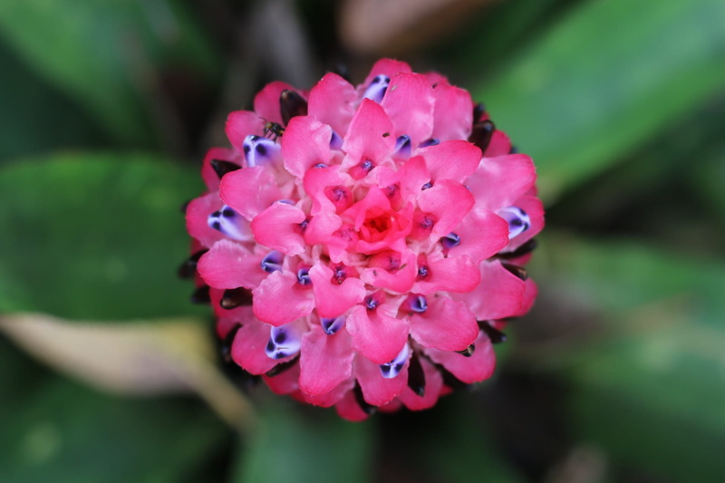 pink color, bunch of flowers, bromeliad, springtime, vulnerability, beauty in nature, no people, focus on foreground, plant, flower arrangement, close-up