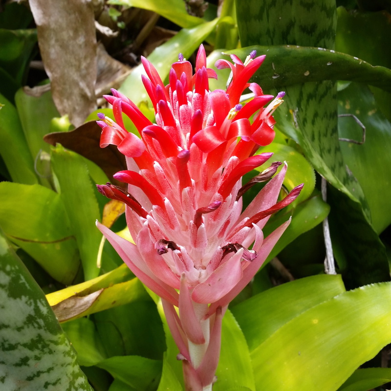 island, ocean, petaled, one animal, pacific, fragility, leaf, vulnerability, green Color, kauai, freshness, growth, hawaii beach, beauty In Nature, nature