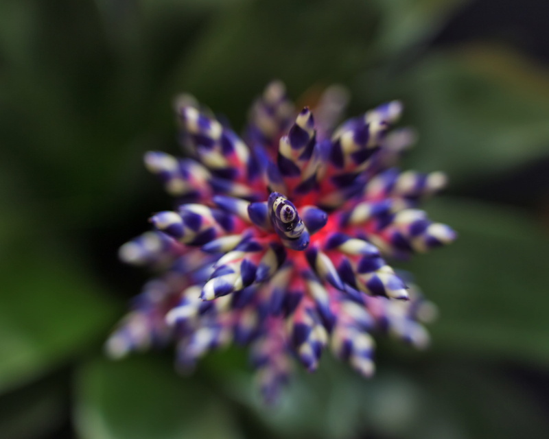 pollination, selective focus, animal, day, insect, aechmea, 4K, single Flower, fragility, petal, Plant, nature, blue tango, Colors, macro, flowering plant