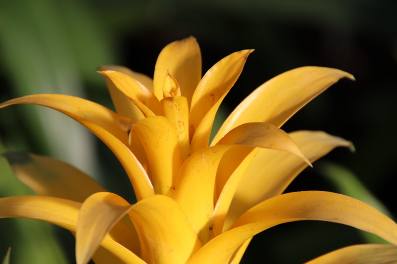 vulnerability, flower head, park - man made space, bromeis, ornamental garden, botany, flowering plant, tropical plants, freshness, yellow, flower, close-up