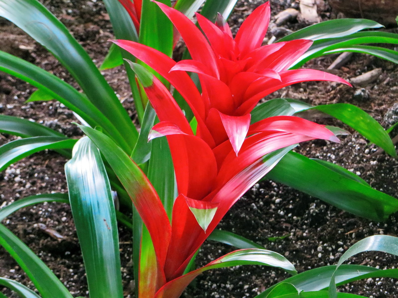 botany, Flower, freshness, red, flower head, plant, Bromeliad, nature, 2K, flowering plant, growth, green color, vulnerability, day, Inflorescence, plant part