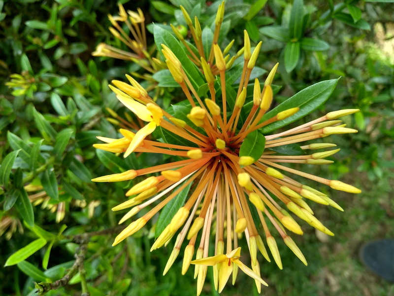fragility, inflorescence, beauty in nature, vulnerability, yellow, bromeliads, native flower, petal, flower head, no people, nature, flower, outdoors, national park