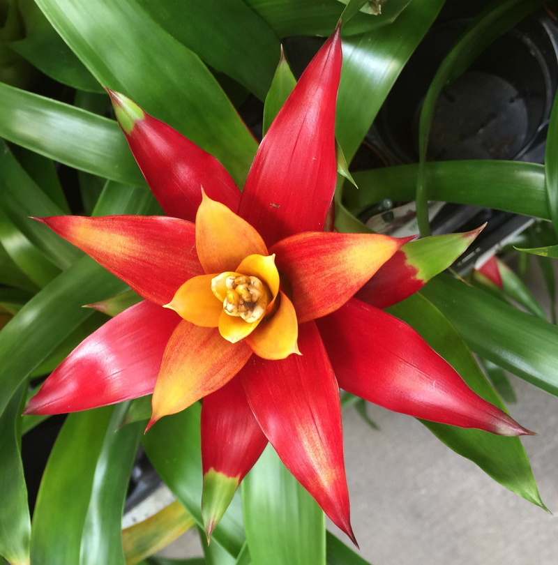 close-up, vulnerability, leaf, red, flower head, pollen, fragility, freshness, bromeliad, petal, flower, plant part, plant, growth, yellow, 1080P, inflorescence