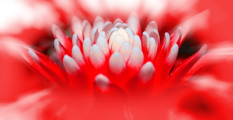 no people, green, red, fragility, Guzmania, close-up, blossom, backgrounds, flower head, leaves, freshness, growth, flowers, vulnerability, nature, flower