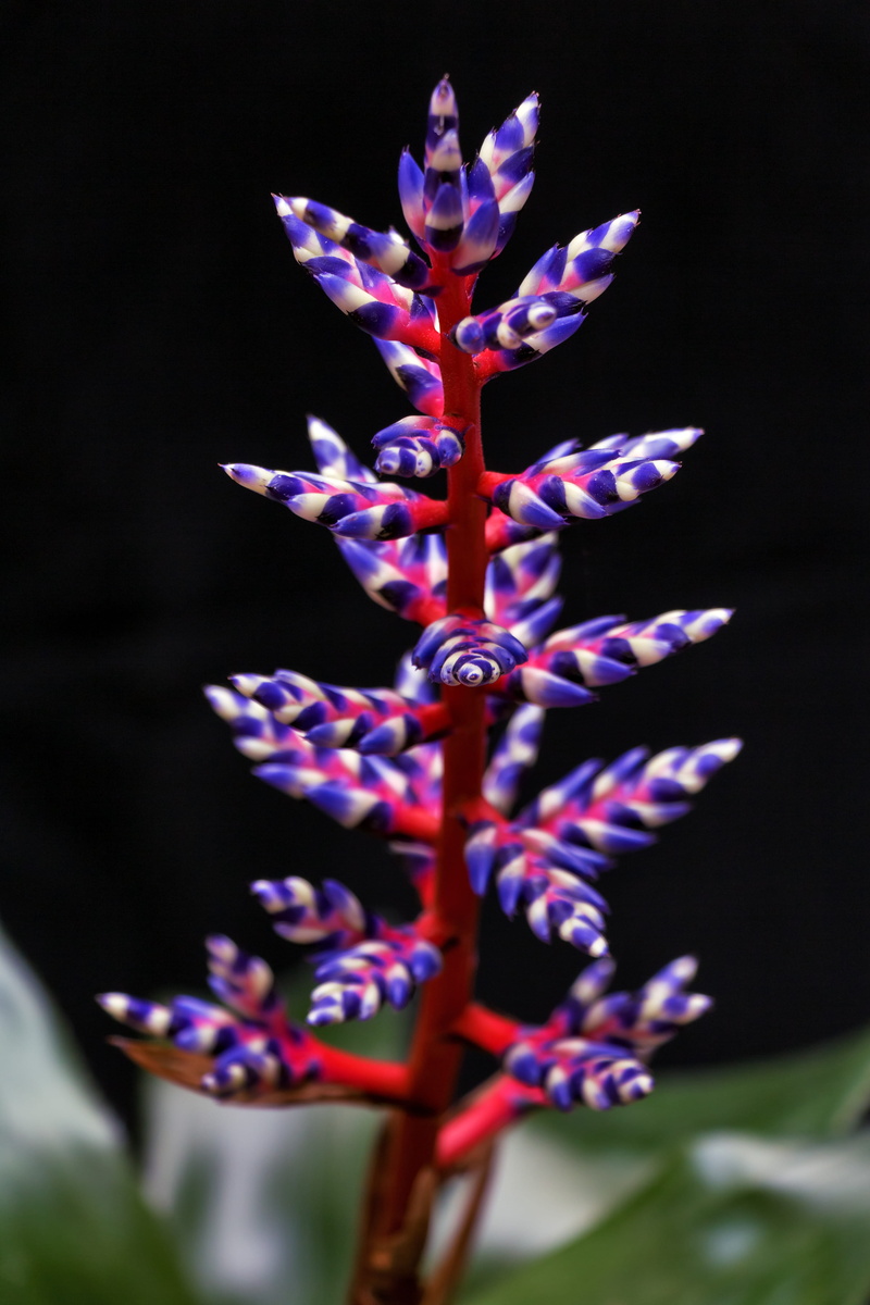 inflorescence, purple, blue, selective focus, bromeliad, focus on foreground, fragility, selective color photography, photography, multi colored, color