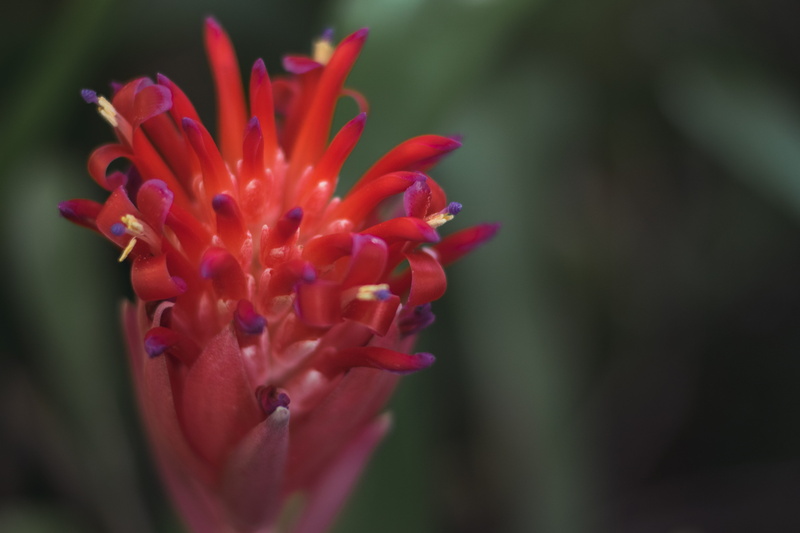 day, freshness, red, growth, inflorescence, close-up, bloom, australia, pink color, summer torch, 5K, beauty in nature, focus on foreground, bromeliad