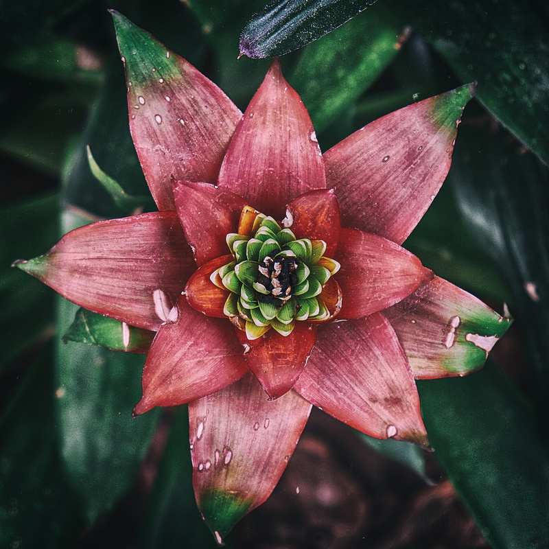 plant, close-up, outdoors, freshness, maroon, flower head, pink, petal, blossom, red, bromeliad, day, focus on foreground, leaf, flowering plant, botany