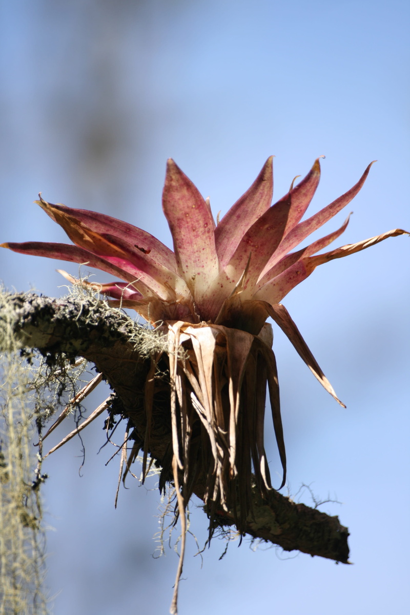 nature, vulnerability, tree, 4K, flower, no people, plant stem, beauty in nature, bromeliads, dry, focus on foreground, sepal, close-up, fragility, brown