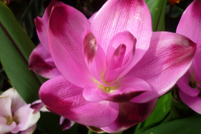 bloom, blossom, pink, no people, flowering plant, ornamental plant, softness, pollen, fragility, pink color, nature, focus on foreground, flower head, growth