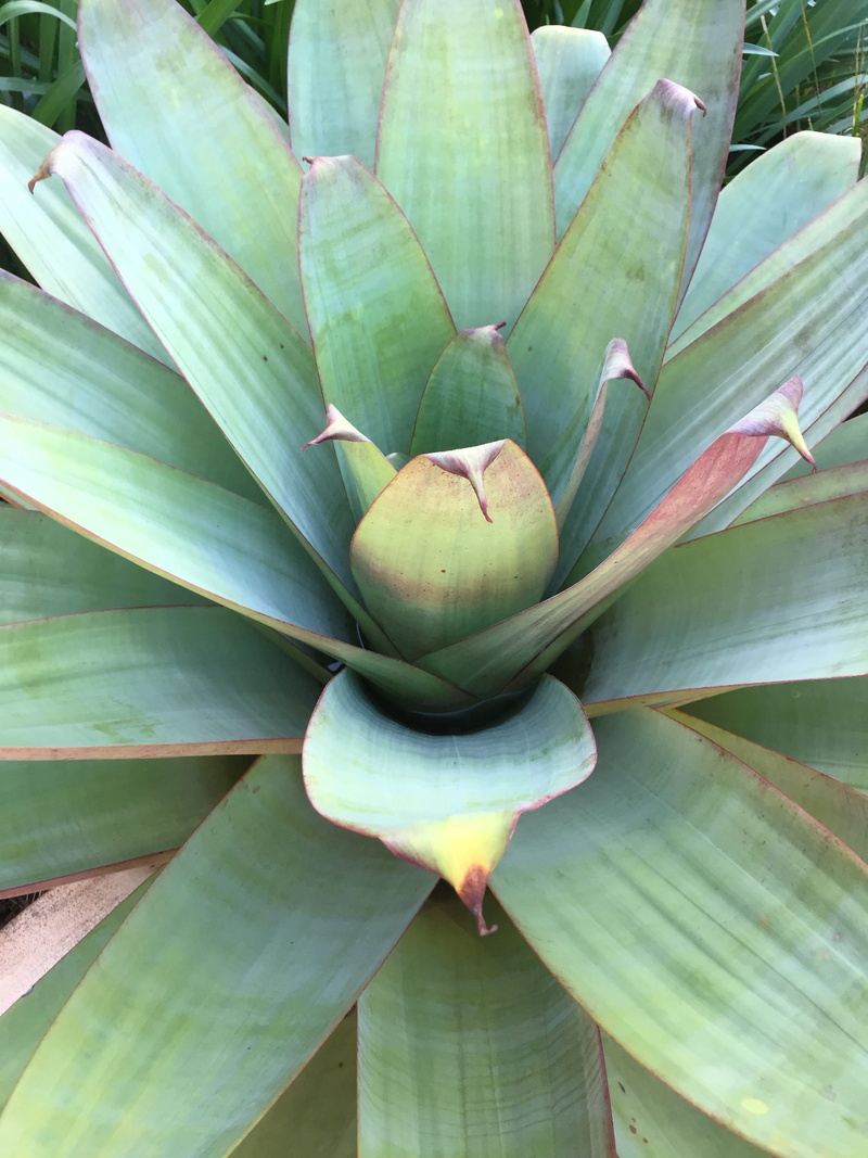 flora, plant, freshness, leaf, no people, plant part, healthy eating, food, day, fruit, botany, beauty in nature, high angle view, nature, ornamental plant