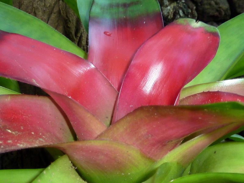 freshness, wellbeing, beauty in nature, flora, red, exotic, green color, flower, ornamental, macro, day, colorful, 4K, bromeliad, nature, plant, food