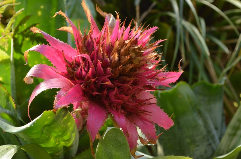 plant part, bromeliad, beauty in nature, outdoors, pink, no people, tropical, close-up, day, growth, nature, plant, 4K, inflorescence, flower, flowering plant