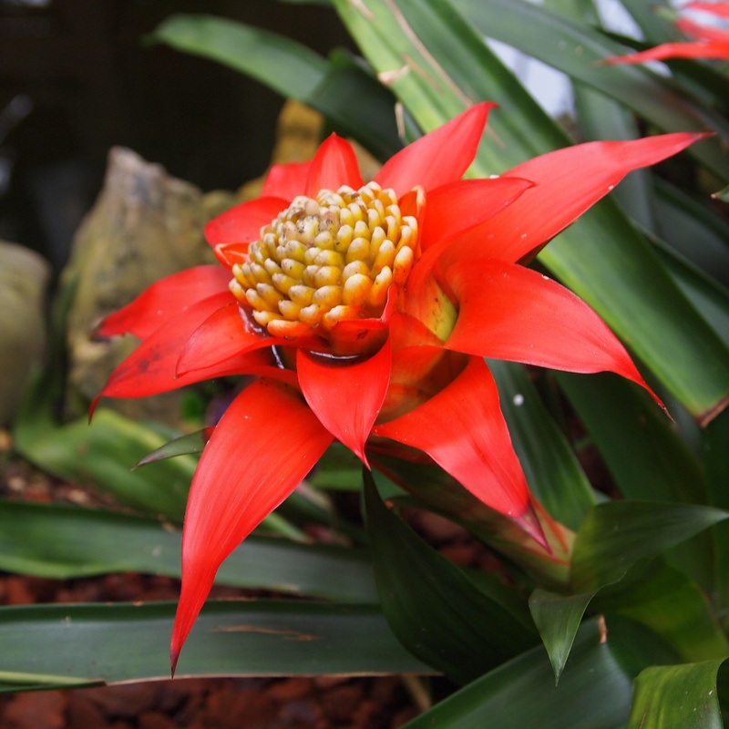 bromeliads, freshness, focus on foreground, 2K, growth, colorful, close-up, plant part, flowering plant, beauty in nature, red, inflorescence, leaf, flourish