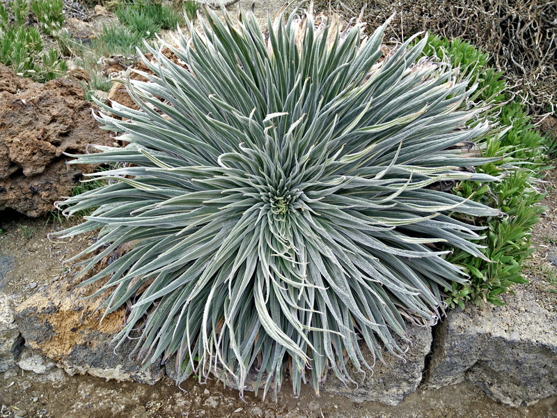 spiked, land, field, close, high angle view, bromeliad, day, tenerife, rock, south, 4K, solid, garden, loro parque, spiky, nature, flora, close-up, green