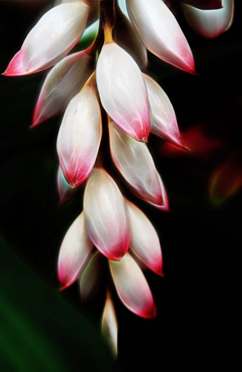 botany, freshness, studio shot, black background, growth, closeup, no people, macro, pink color, tropical, pink, floral, close-up, romantic, bud, bromeliad