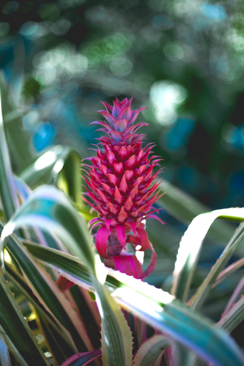 magenta, pineapple, growth, beauty in nature, freshness, tropical, fruit, leaf, focus on foreground, garden, green, plant, pine, outdoors, red, nature