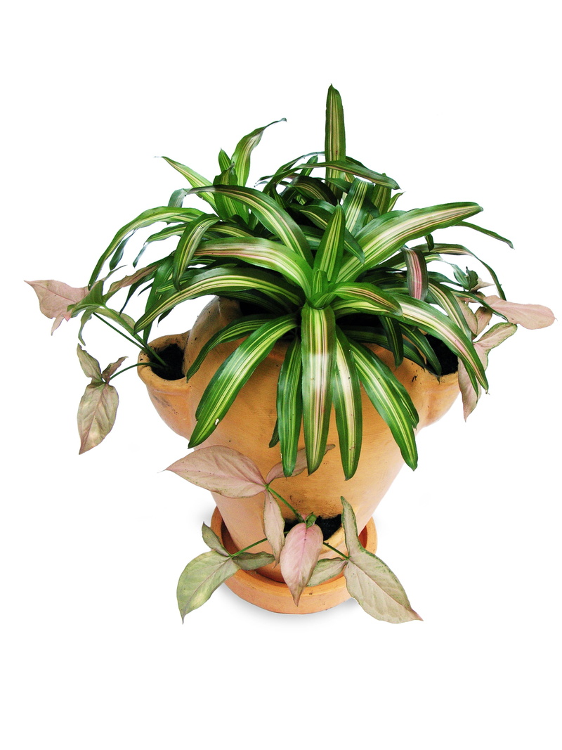 still life, growth, leaf, plant part, 2K, green, garden, Bromeliads, plants, close-up, food, leaves, pot-scaping, ornamental plants, Pot, studio shot