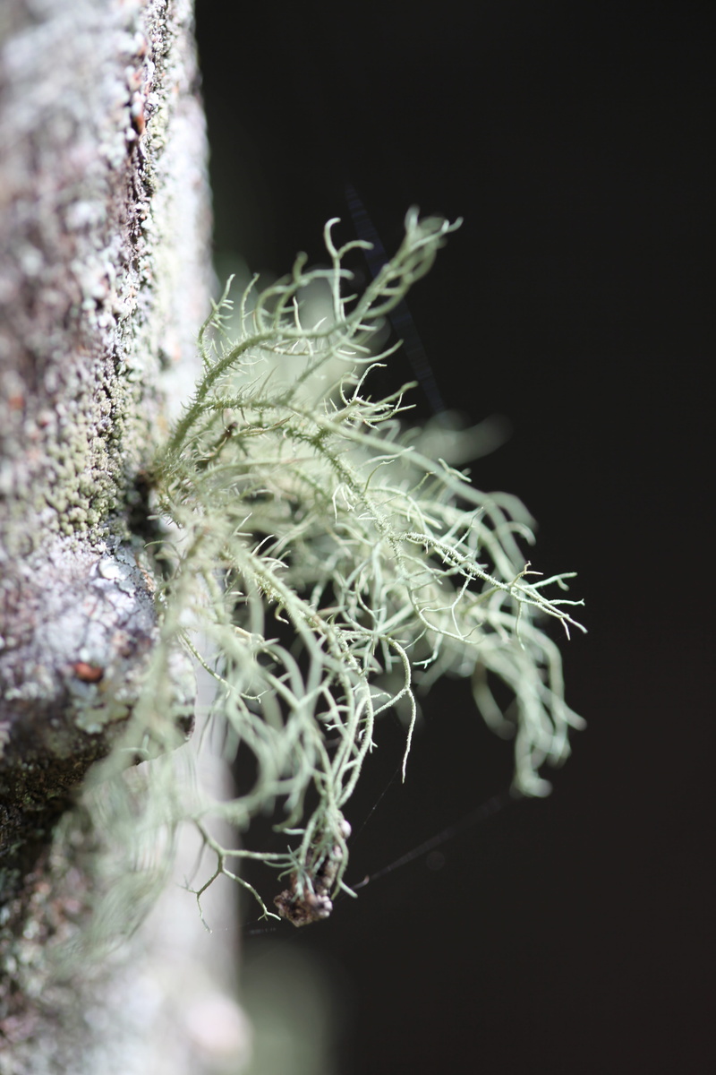 day, close-up, nature, beauty in nature, selective focus, plant, desktop, no people, flowering plant, focus on foreground, lichen, frost, green color, winter