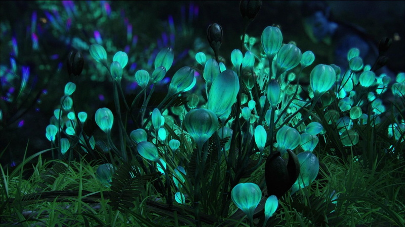 flowers, bioluminescence, 1080P, fungi, nature