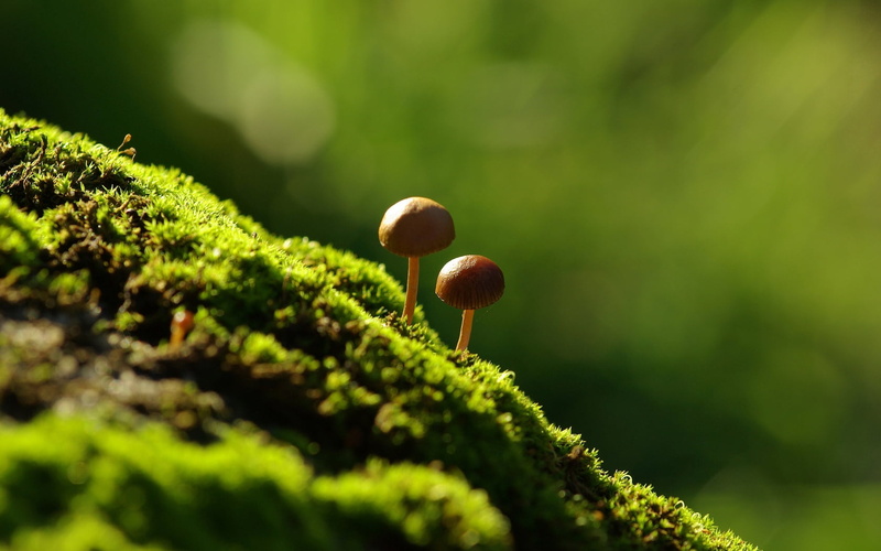 no People, freshness, land, grass, mushroom, 720P, selective focus, beauty In Nature, day, backgrounds, moss, fungus, stem, plant, organic, green Color