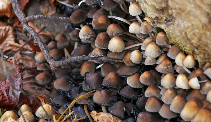tree trunk, forest, food and drink, wood decay, no people, fungi on tree, tree, fungi mushroom, abundance, growing, backgrounds, different, mushrooms, fallen