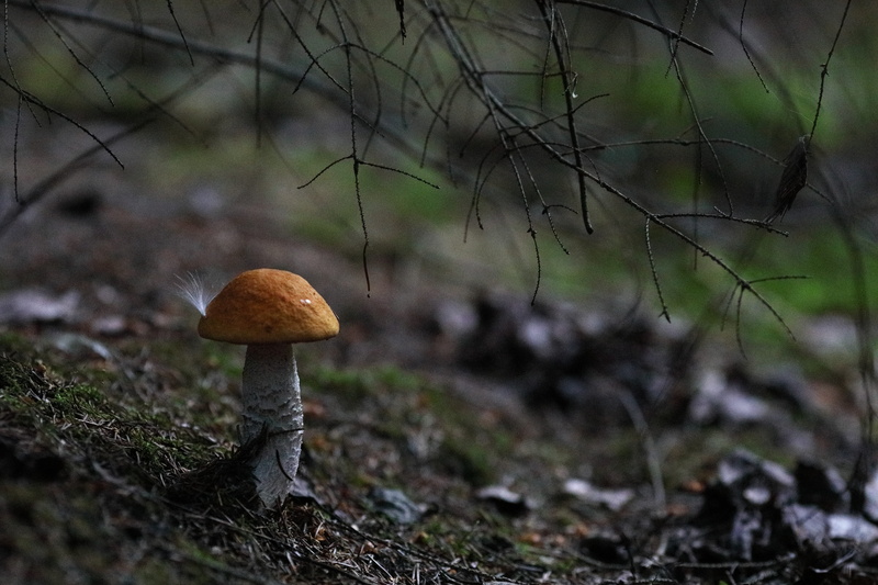 fungi, field, outdoors, 5K, boletaceae, tree, close-up, vegetable, forest, mushroom, nature, orange, land, beauty in nature, selective focus, plant, no people
