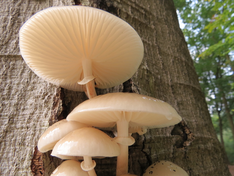 fragility, close-up, forest, freshness, tree, trunk, fungi, autumn, bark, no people, white, beauty in nature, porcelain fungus, mushroom, mushrooms, vulnerability