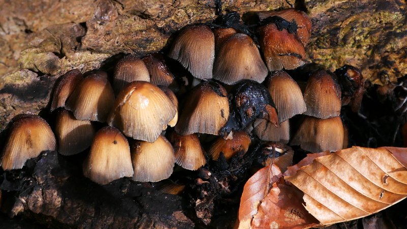 full frame, mushrooms, fallen, fungi mushroom, tree, food and drink, day, vegetable, ground, 4K, different types of mushrooms, moist, nature, freshness
