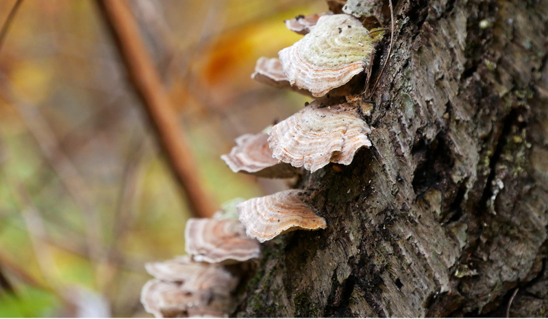 growth, forest, fungi on tree, wood - material, textured, mushrooms growing on trees, nature, day, outdoors, bark, mushroom fungi, fallen, tree fungus