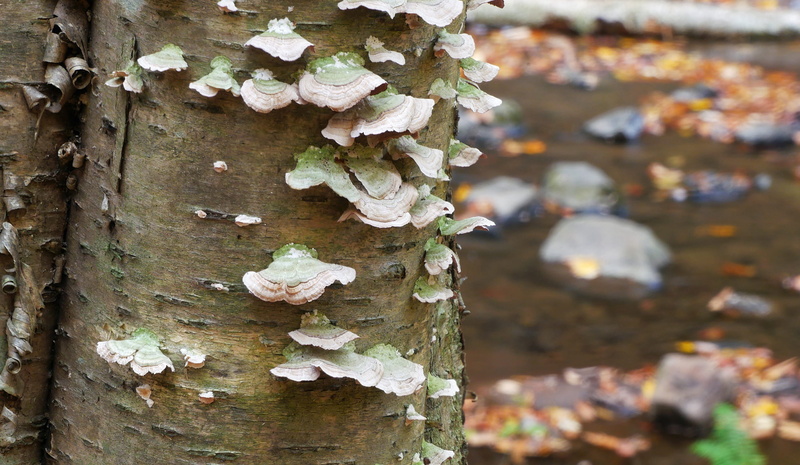 fungi pictures, vegetable, 2K, mushroom fungi, types of fungi, different types of mushrooms, fungi images, growing, green fungus on tree, outdoors, tree trunk