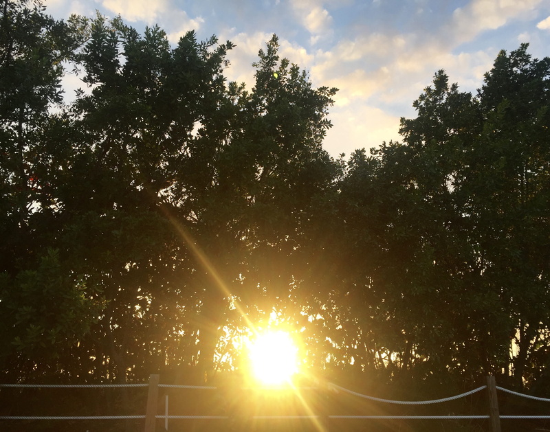 fence, captiva island, sunny, island, plant, sunset, solar flare, growth, beauty in nature, cloud - sky, beach, tree, lens flare, nature, florida, sunshine