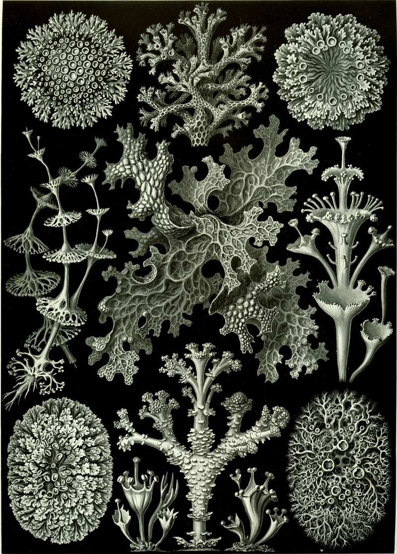 snowflake, coral, indoors, chlorophyta, decoration, backgrounds, symbiosis, full frame, black background, nature, craft, beauty in nature, winter, weave
