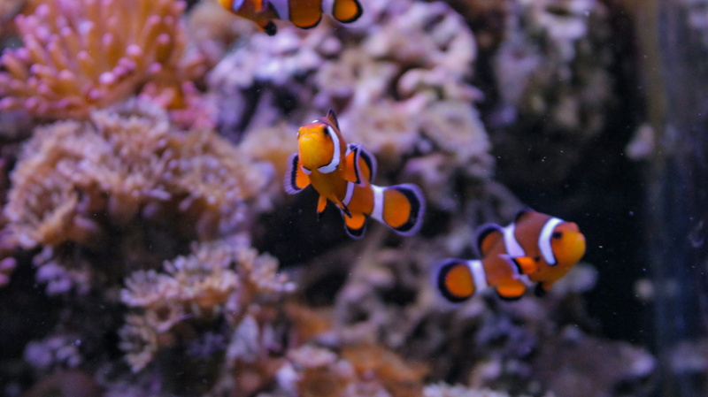 animals in the wild, no people, animal themes, underwater, clown fish, water, symbiosis, coral, marine, sea life, purple, aquarium, vertebrate, underwater world