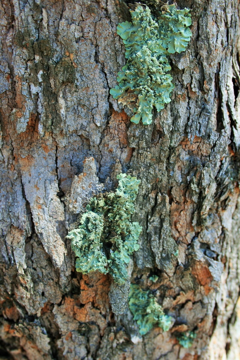 day, outdoors, moss, symbiosis, tree, bark, no people, plant, green, close-up, forest, tree Trunk, 1080P, textured, trunk, wood - Material, woodland, textured effect