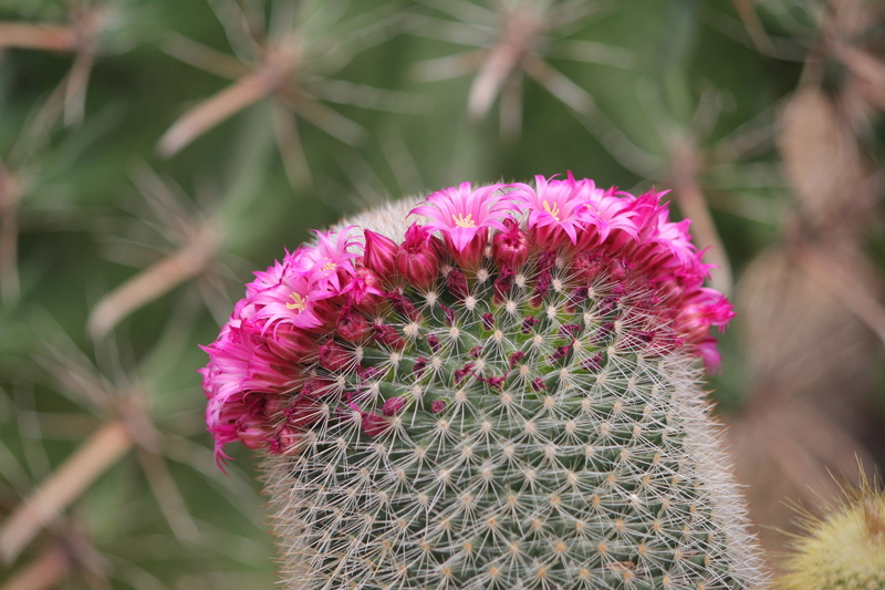 flowering plant, thorn, beauty in nature, freshness, petal, focus on foreground, fragility, flower, park greenhouse, cactus, 5K, vulnerability, growth