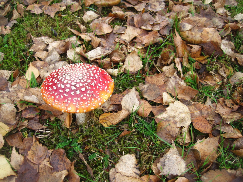 no people, high angle view, october, day, fungal species, lucky guy, mushroom, beauty in nature, land, fly agaric mushroom, fruiting bodies, vegetable