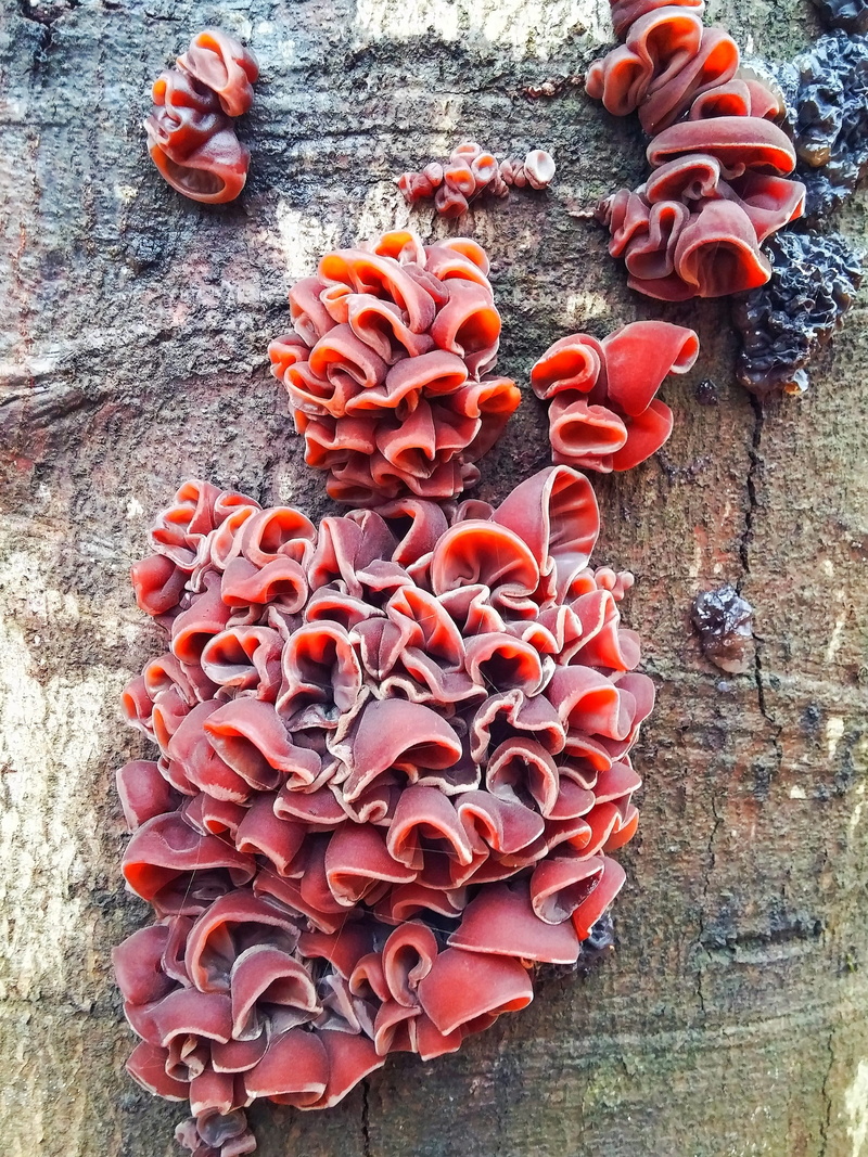 mushroom, outdoors, beauty in nature, no people, petal, high angle view, brown, wood - Material, food, Autumn, flower head, vulnerability, flowering plant