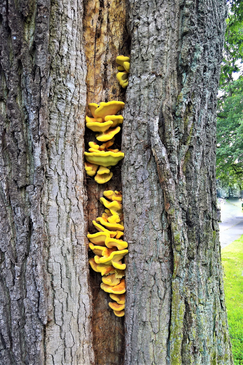 tree, plant bark, log, pattern, natural condition, oak, wound, nature, beauty in nature, wood - material, old, outdoors, growth, tree trunk, tree fungus