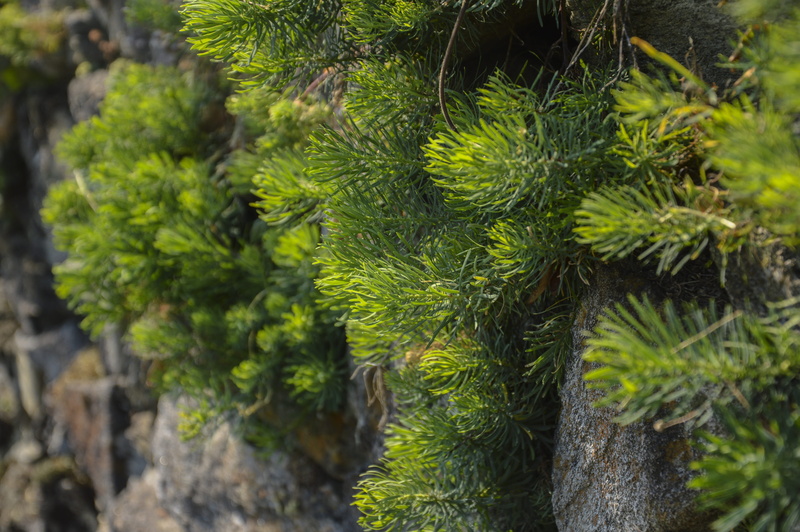 green color, leaves, plant, green, tranquility, moss, focus on foreground, tree, growth, close up, leaf, stone, summer, branches, rock, tree trunk, 5K