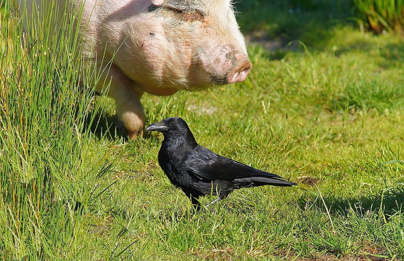 peaceful, livestock, raven, vertebrate, growth, animal wildlife, outdoors, two animals, land, green color, happy, meadow, cute, animals in the wild, nature