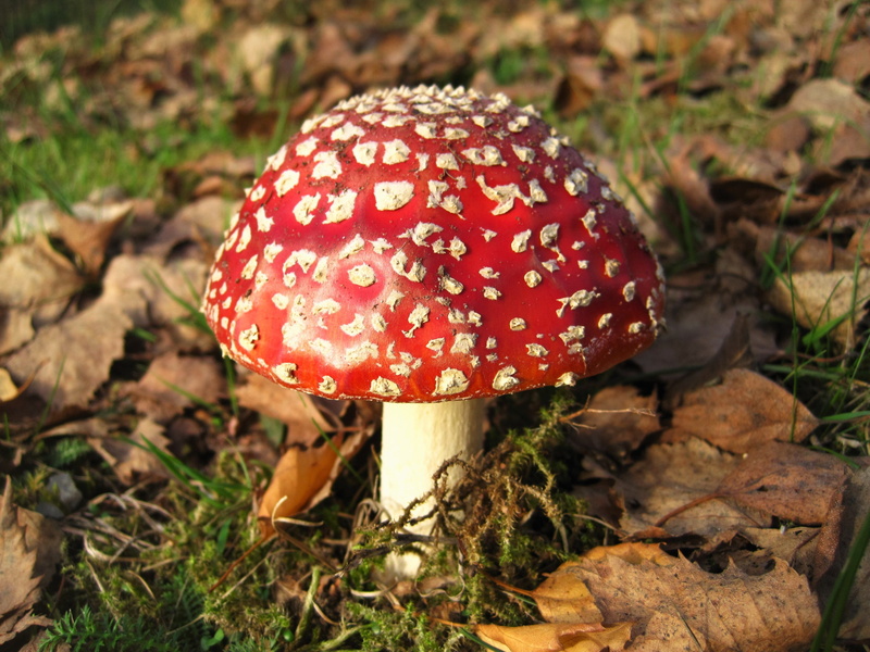 nature, close-up, plant, Fly Agaric, poisonous, symbiosis mushroom, Lucky Guy, field, mushroom, toadstool, firs, beauty in nature, botany, fly agaric mushroom