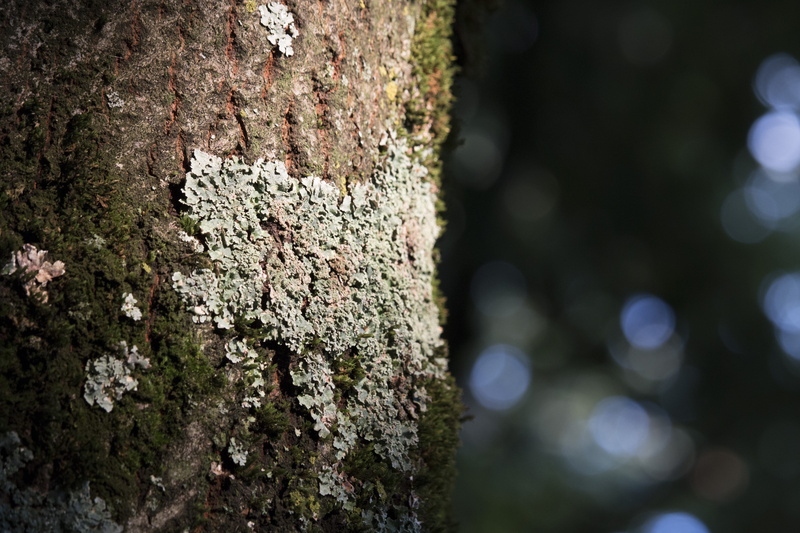 focus on foreground, textured, rough, structure, 5K, beauty in nature, symbiosis, lichen, tree trunk, photosynthesis, tree, tree braid, plant bark, forest