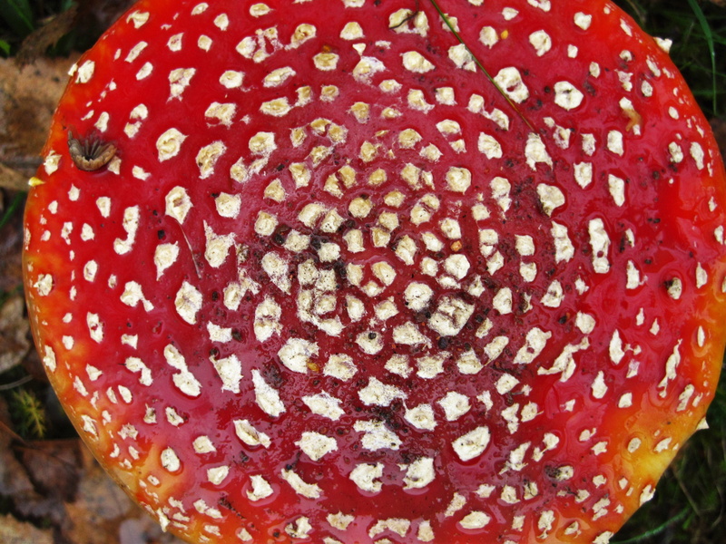 flora, plant, toadstool, forest fruit, lucky guy, nature, focus on foreground, fungal species, healthy eating, symbiosis mushroom, outdoors, flower, close-up