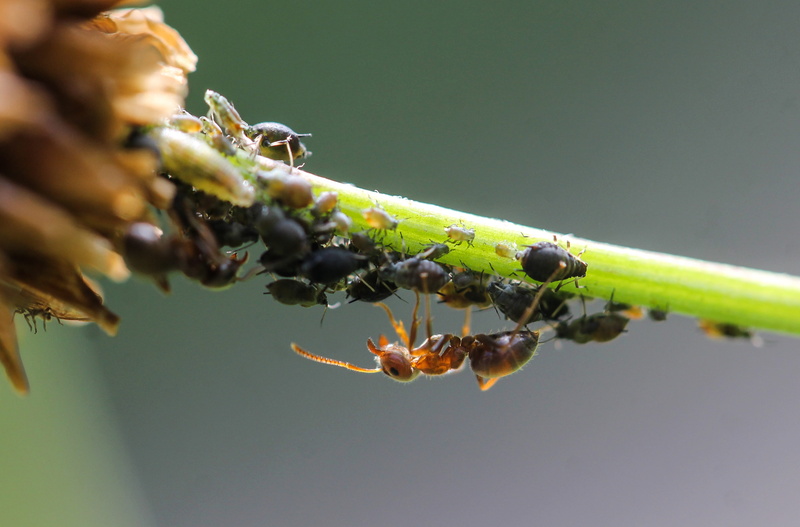 animal themes, plant, ant, outdoors, zoology, close-up, selective focus, pests, animal wildlife, one animal, plant part, nature, macro, lice, symbiosis