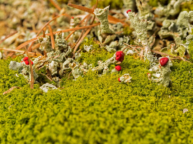 rotfrüchtige pillar lichen, fungus, nature, 5K, flower, lichen, tranquility, growth, close-up, land, pillar lichen, freshness, flowering plant, beauty in nature