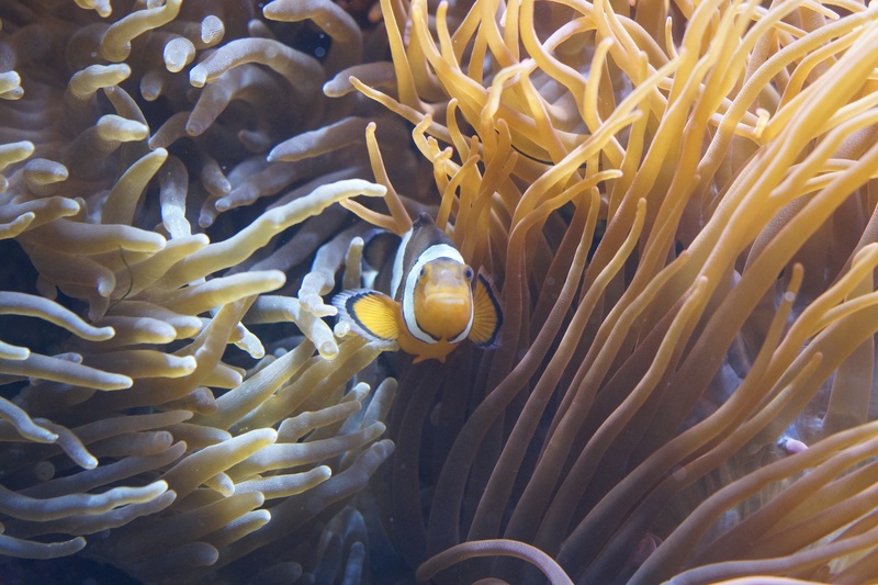 water creature, meeresbewohner, fish, undersea, sea animal, hidden, ecosystem, sea, symbiotic relationship, water, group of animals, photography, reef