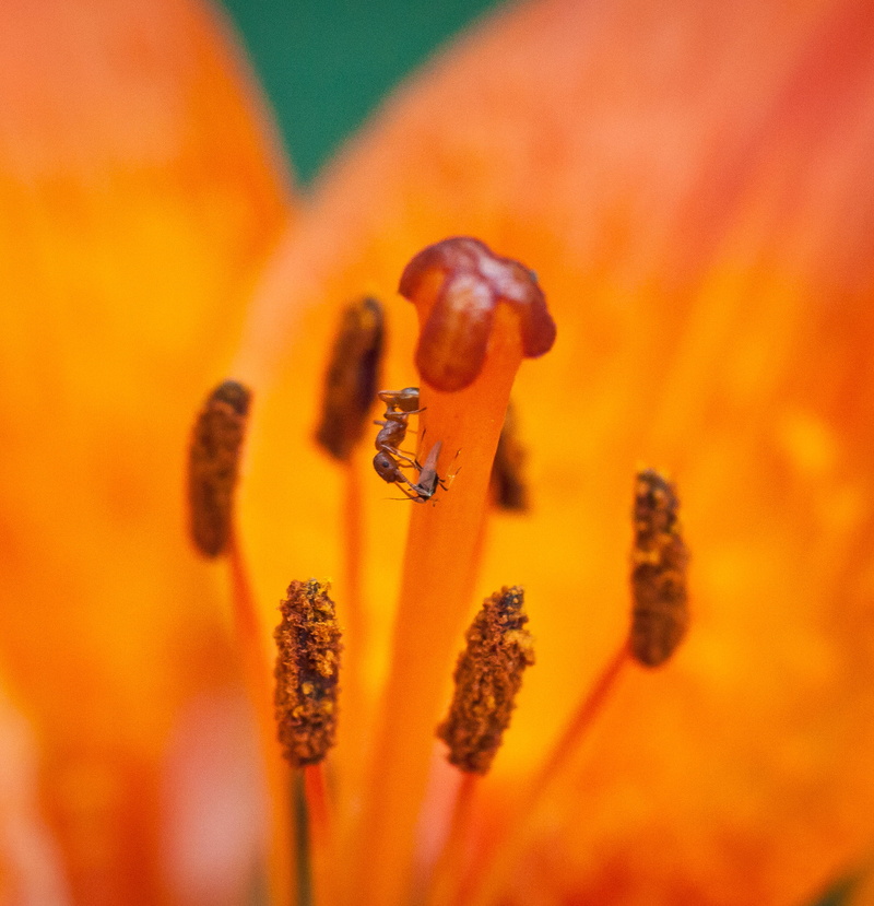 Aphidoidea, nature, ant, brown, orange, pollen, Got milk, insect, close-up, yellow, buds, milking, macro, 1080P, symbiosis, plant, flower, photo, plant