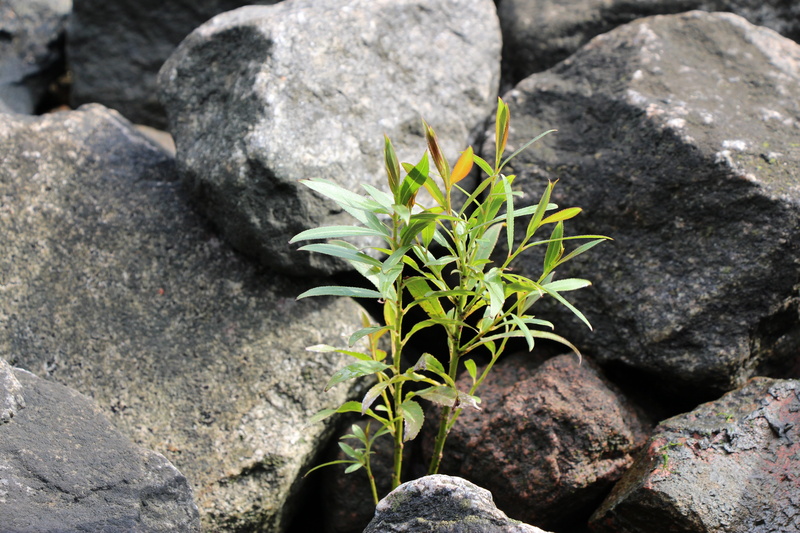 close-up, stones, stone garden, rough, focus on foreground, sunlight, outdoors, no people, plant part, rock, plug, autumn, leaf, symbiosis, growth, 5K