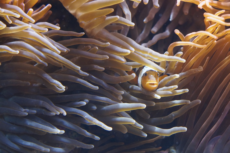 ocean, animal themes, animals in the wild, toxic, anemones, vertebrate, creature, sea anemone, fish, ecosystem, protect, water creature, reef, undersea