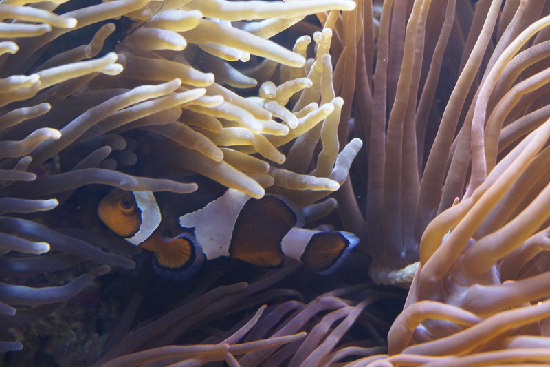 hide, beauty in nature, animals in the wild, sea, anemone, symbiosis, underwater, nature, marine life, swimming, ecosystem, anemones, aquarium, sea animal